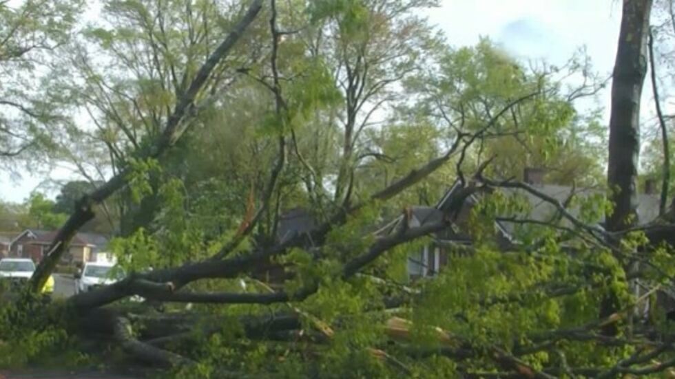 Tree falls on street due to inclement weather