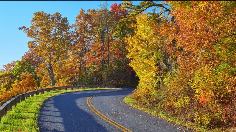 Leaves change color to diminishing sunlight. As many trees prepare for winter dormancy,...