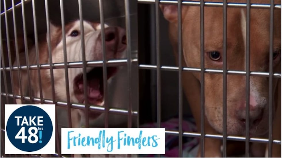 To help relieve overcrowding, LifeLine has created new programs like Take 48 and Friendly...