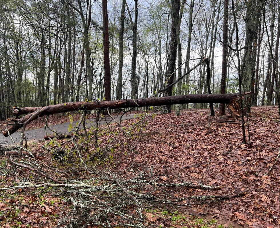 Tree snapped over due to severe weather in Georgia