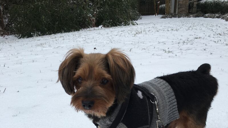 Protecting your pets during cold weather.
