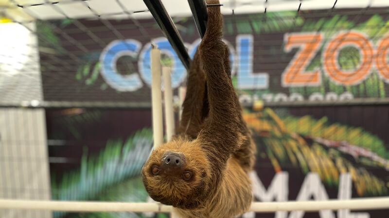 A sloth at the Cool Zoo exhibit