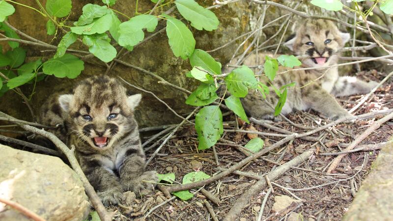 A mountain lion studied by biologists in wilderness areas near Los Angeles has given birth to...