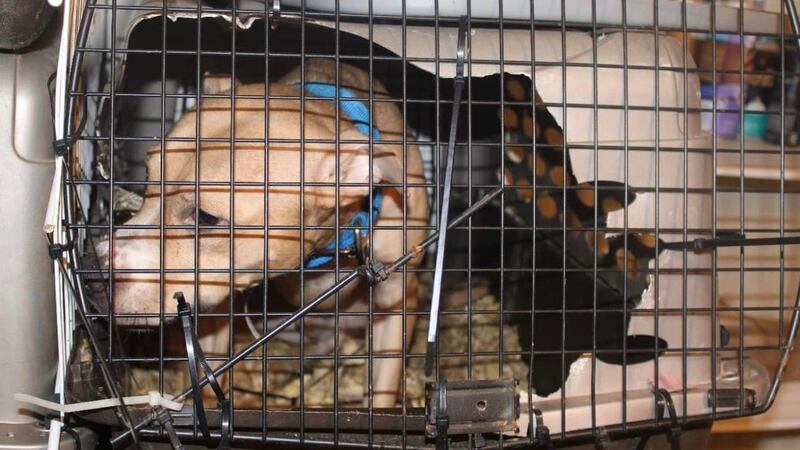 Dog rescued from dogfighting ring