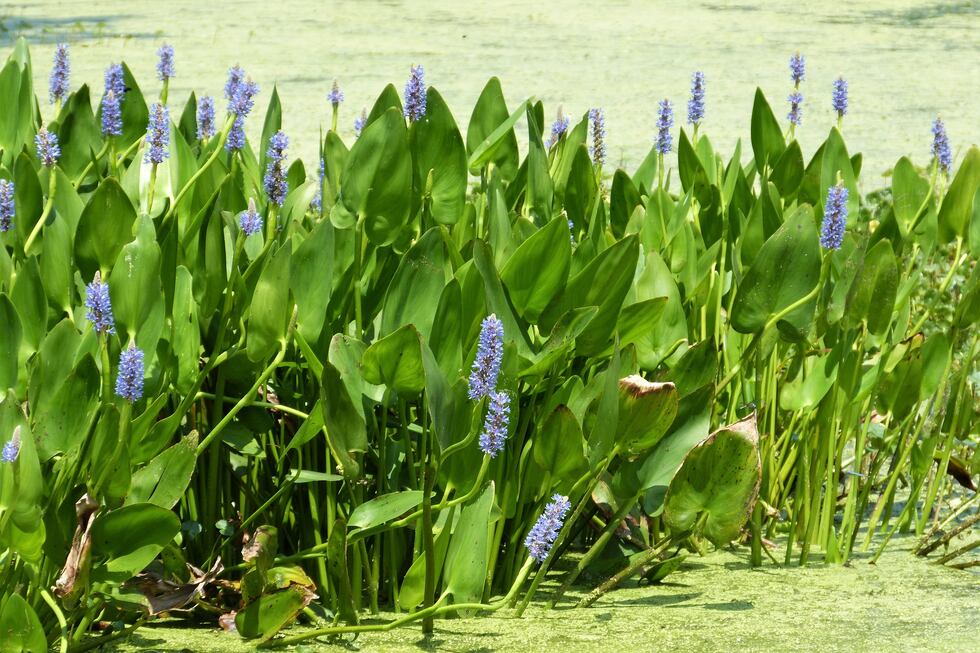 Pontederia cordata, commonly known as pickerelweed, is native to American wetlands. It also...