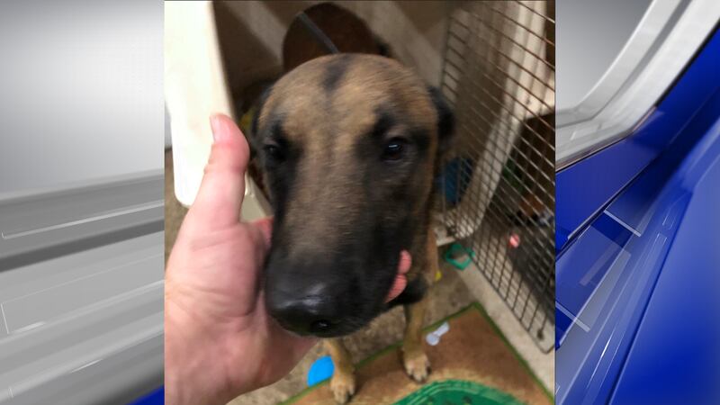 Officials have opened an investigation to determine whether a Monroe County K9, Max, attacked...