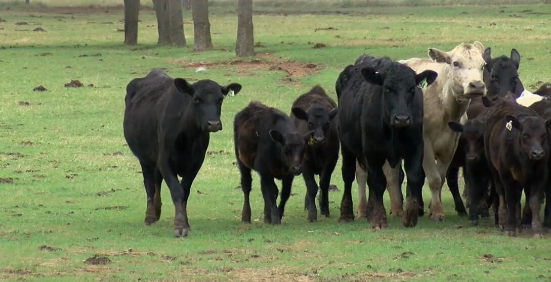 Third farmworker infected with bird flu, CDC says transmission tied to dairy outbreak - Vimarsana News