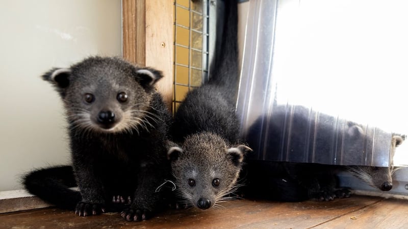 “Bearcat” fans near and far are invited to vote on the names for two of the three binturongs...